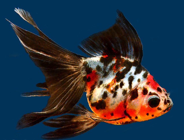 calico goldfish